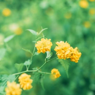 小小首富果盘最新版下载